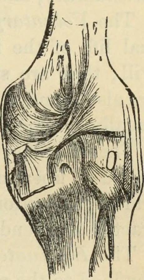 An illustration from New Physiognomy : or signs of character, as manifested through temperament and external forms, and especially in the "the human face divine.", 1889, leaf 80