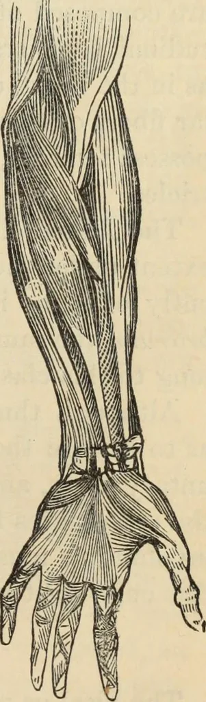 An illustration from New Physiognomy : or signs of character, as manifested through temperament and external forms, and especially in the "the human face divine.", 1889, leaf 80