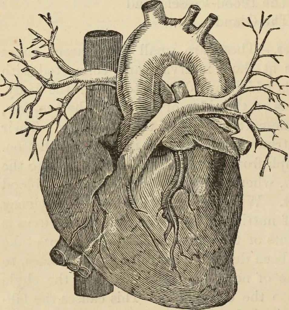 An illustration from New Physiognomy : or signs of character, as manifested through temperament and external forms, and especially in the "the human face divine.", 1889, leaf 83
