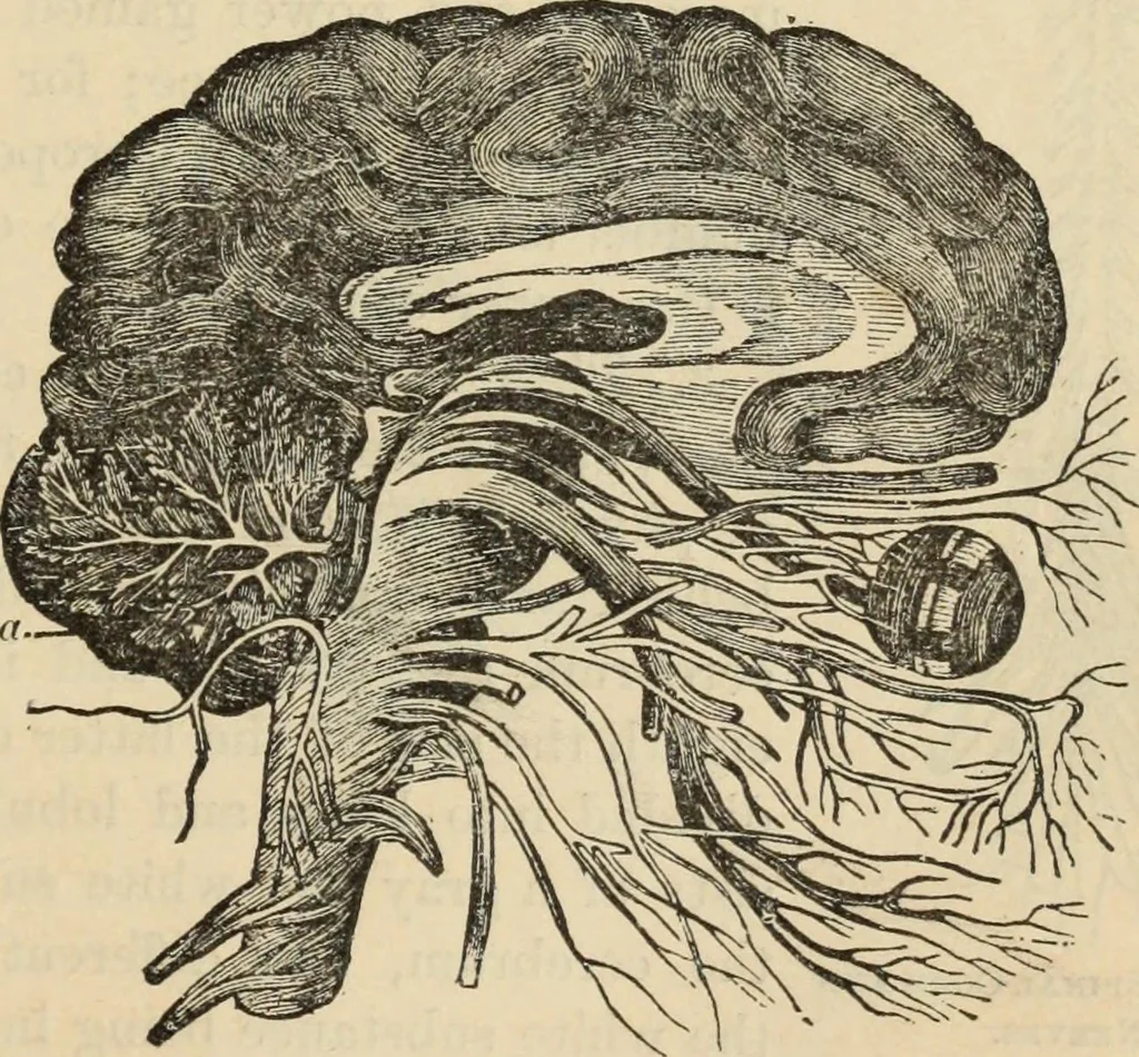 An illustration from New Physiognomy : or signs of character, as manifested through temperament and external forms, and especially in the "the human face divine.", 1889, leaf 84