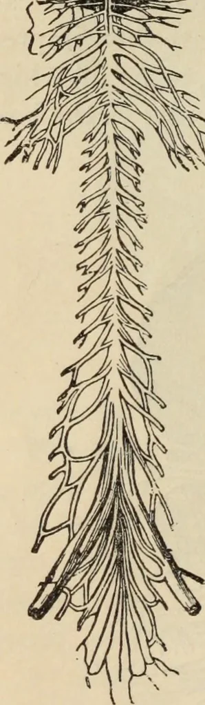 An illustration from New Physiognomy : or signs of character, as manifested through temperament and external forms, and especially in the "the human face divine.", 1889, leaf 85