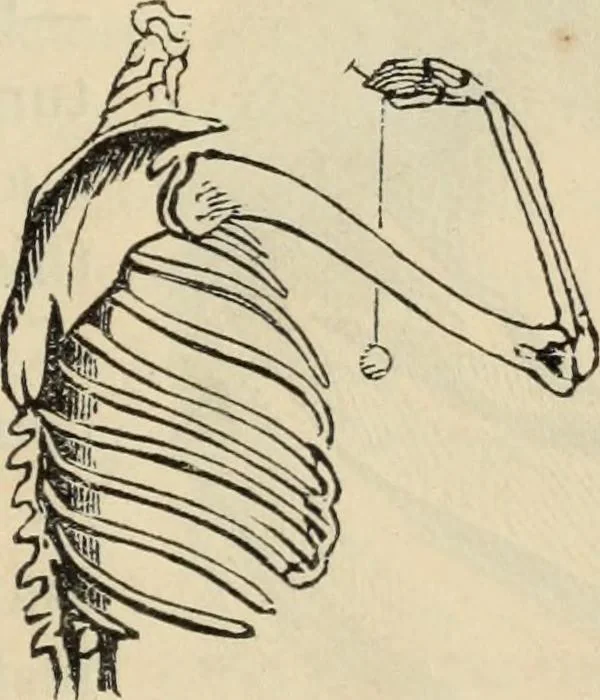 An illustration from New Physiognomy : or signs of character, as manifested through temperament and external forms, and especially in the "the human face divine.", 1889, leaf 86