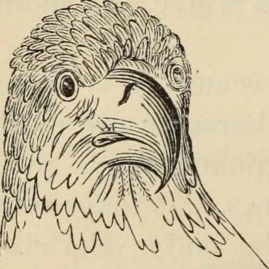 An illustration from New Physiognomy : or signs of character, as manifested through temperament and external forms, and especially in the "the human face divine.", 1889, leaf 89