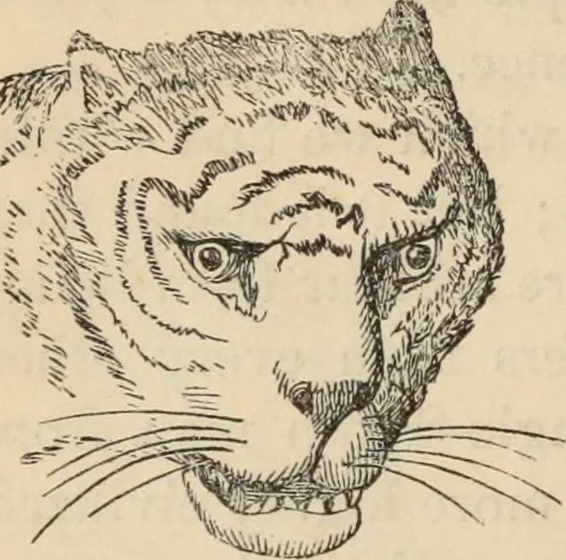 An illustration from New Physiognomy : or signs of character, as manifested through temperament and external forms, and especially in the "the human face divine.", 1889, leaf 91