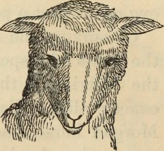 An illustration from New Physiognomy : or signs of character, as manifested through temperament and external forms, and especially in the "the human face divine.", 1889, leaf 91