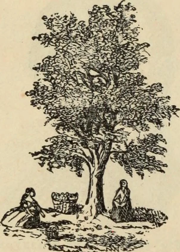 An illustration from New Physiognomy : or signs of character, as manifested through temperament and external forms, and especially in the "the human face divine.", 1889, leaf 93