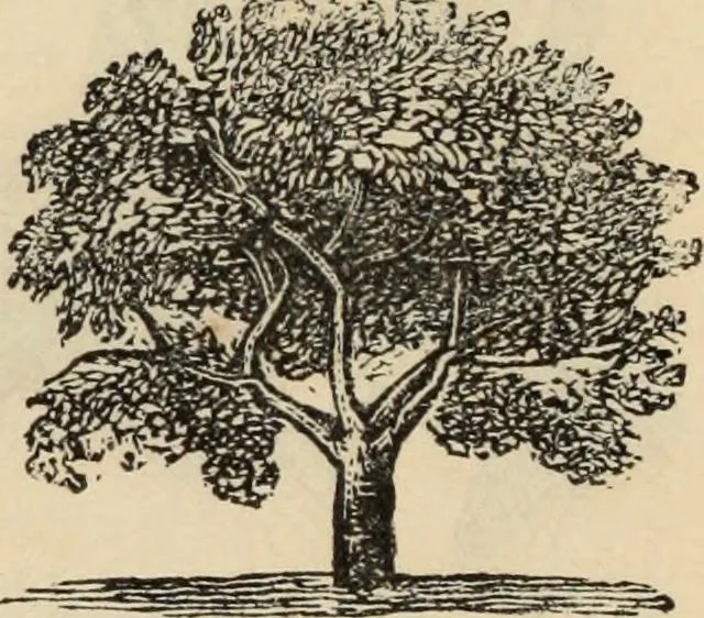 An illustration from New Physiognomy : or signs of character, as manifested through temperament and external forms, and especially in the "the human face divine.", 1889, leaf 93