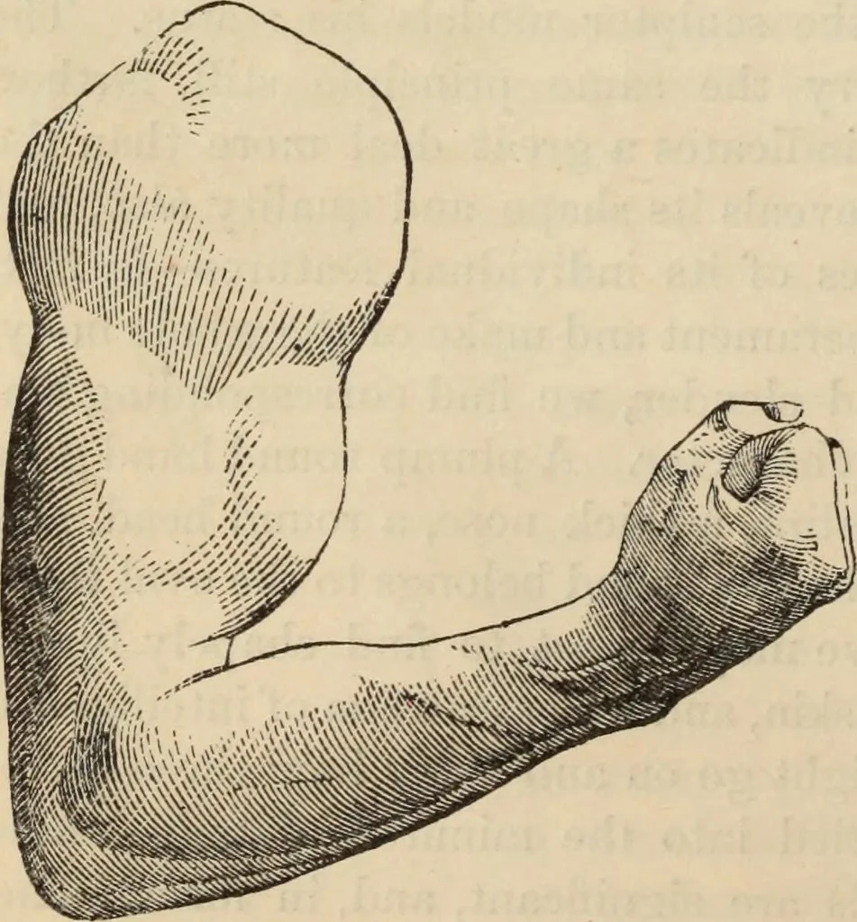 An illustration from New Physiognomy : or signs of character, as manifested through temperament and external forms, and especially in the "the human face divine.", 1889, leaf 95