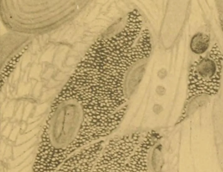 An illustration from New School : illustration, design, painting, The, 1916, leaf 32