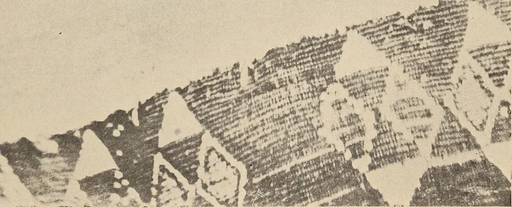 An illustration from The new science of analyzing character, 1920, leaf 294