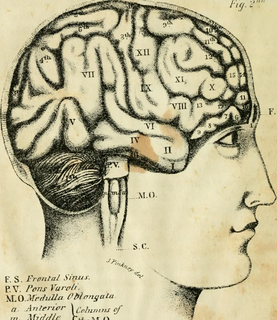 An illustration from A new system of phrenology, 1839, leaf 41