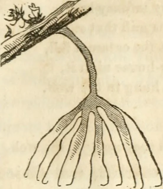 An illustration from A new system of phrenology, 1839, leaf 74