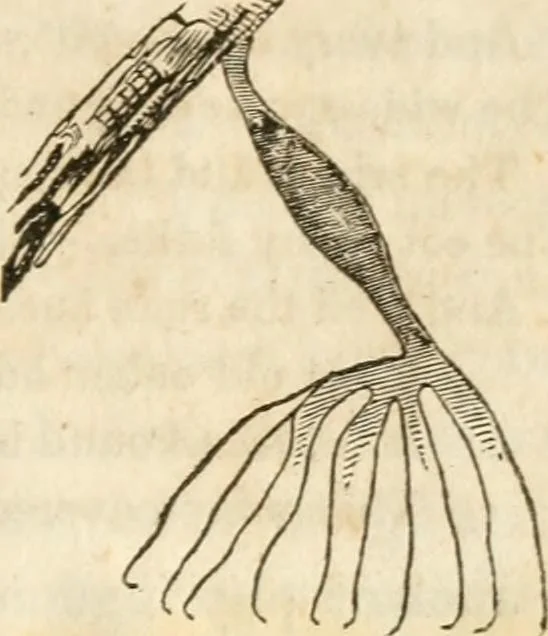 An illustration from A new system of phrenology, 1839, leaf 74