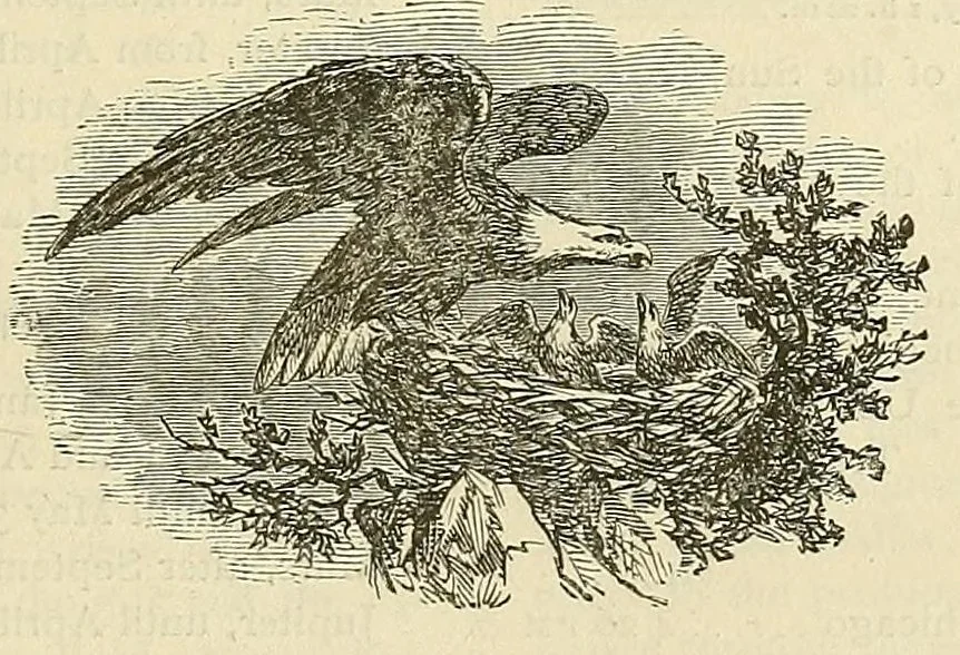 An illustration from The New-York almanac for 1876, 1876, leaf 435