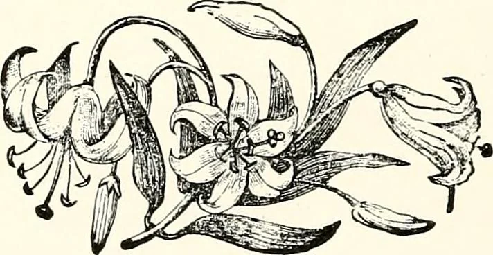 An illustration from The next world interviewed, 1896, leaf 199