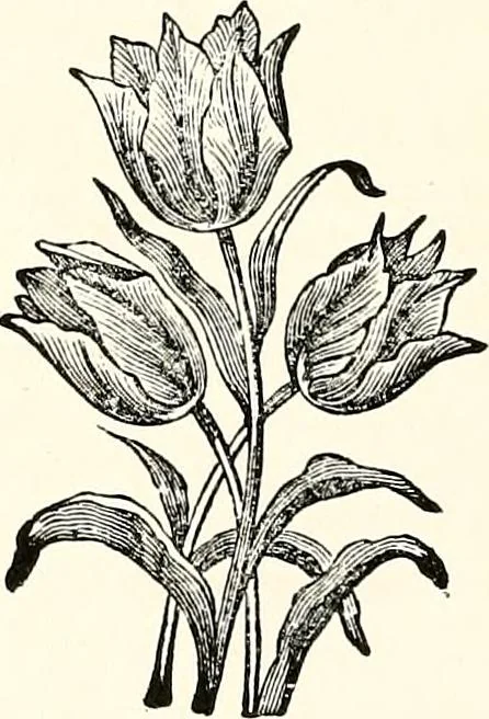 An illustration from The next world interviewed, 1896, leaf 249