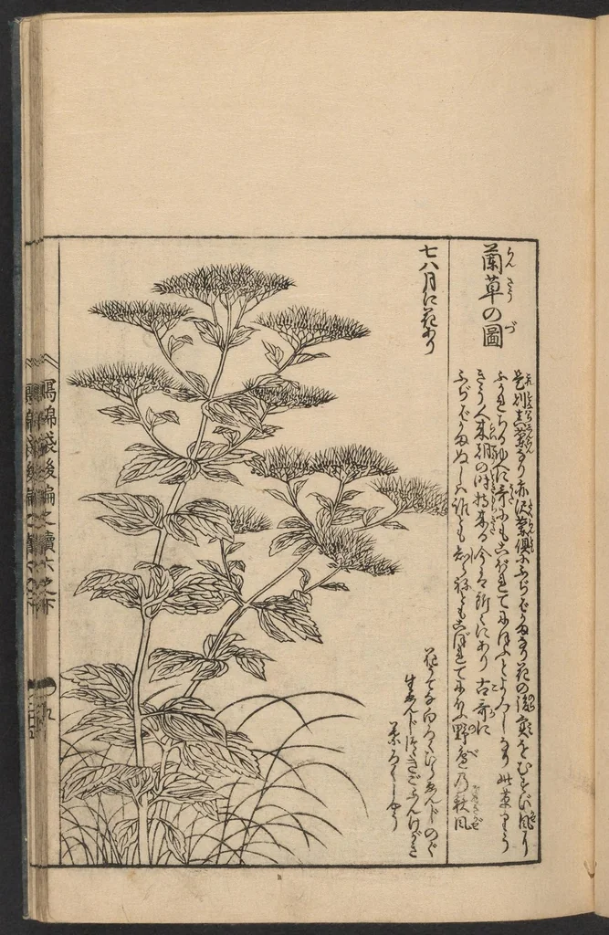An illustration from Nezashi takara, 1745, leaf 11