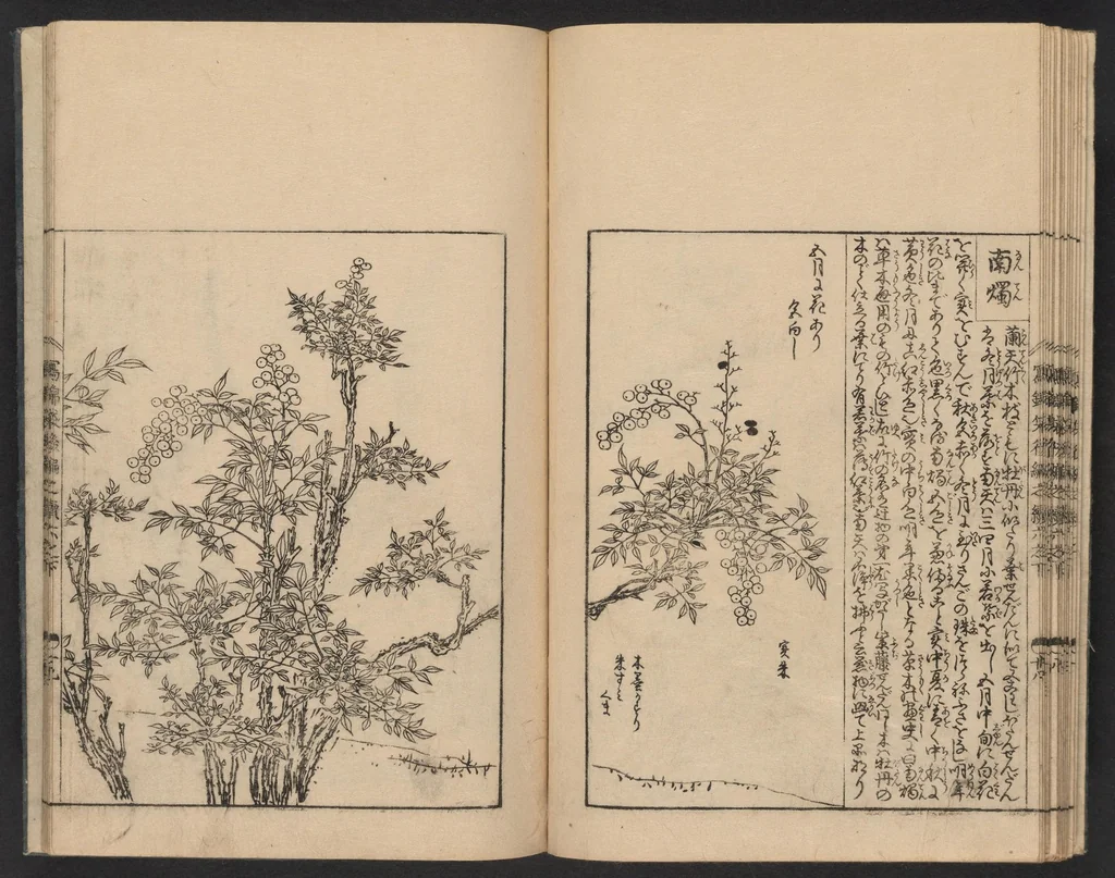 An illustration from Nezashi takara, 1745, leaf 17