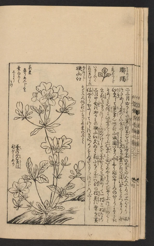 An illustration from Nezashi takara, 1745, leaf 7