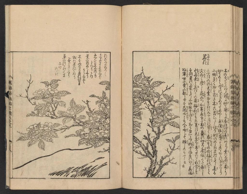 An illustration from Nezashi takara, 1745, leaf 24