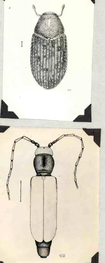 An illustration from A Preliminary Study of the Coleoptera Attacked White Fir (Abies Concolor), 1930, leaf 57