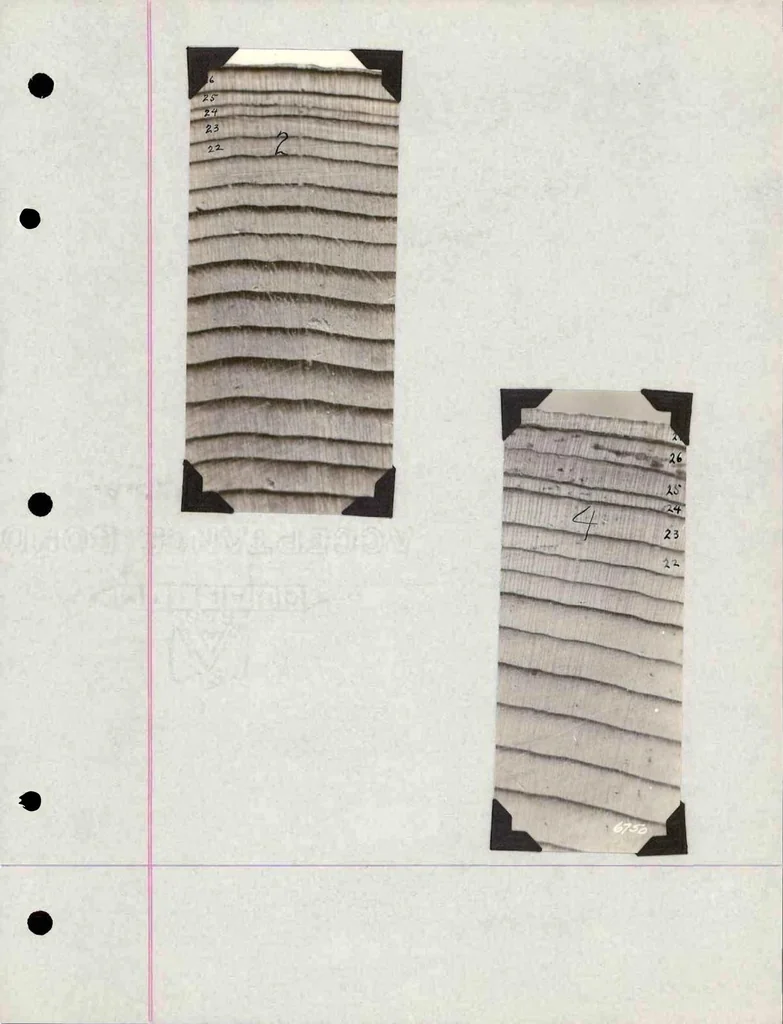 An illustration from A Preliminary Study of the Coleoptera Attacked White Fir (Abies Concolor), 1930, leaf 75