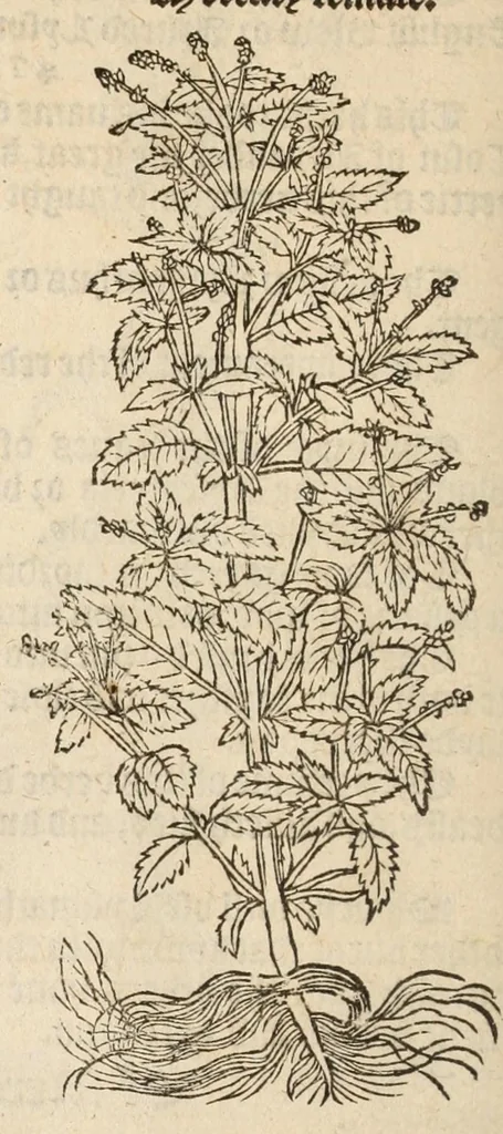 An illustration from A nievve herball, or historie of plantes : wherin is contayned the vvhole discourse and perfect description of all sortes of herbes and plantes, their diuers & sundry kindes, their straunge figures, fashions, and shapes, their names, natures, operations and vertues : and that not onely of those whiche are here growyng in this our countrie of Englande, but of all others also of forrayne realmes, common vsed in physicke, 1578, leaf 104