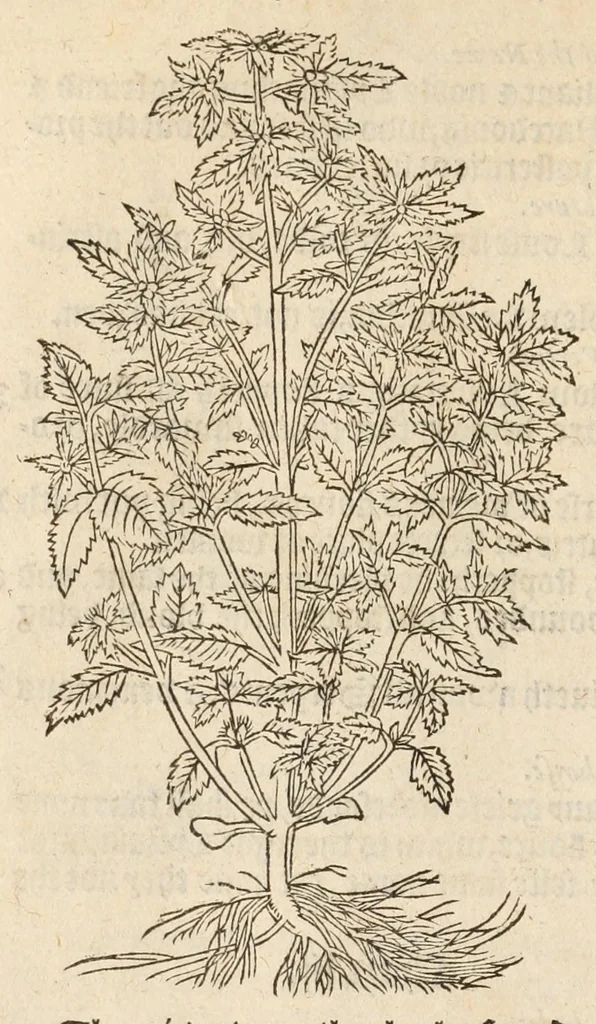 An illustration from A nievve herball, or historie of plantes : wherin is contayned the vvhole discourse and perfect description of all sortes of herbes and plantes, their diuers & sundry kindes, their straunge figures, fashions, and shapes, their names, natures, operations and vertues : and that not onely of those whiche are here growyng in this our countrie of Englande, but of all others also of forrayne realmes, common vsed in physicke, 1578, leaf 104
