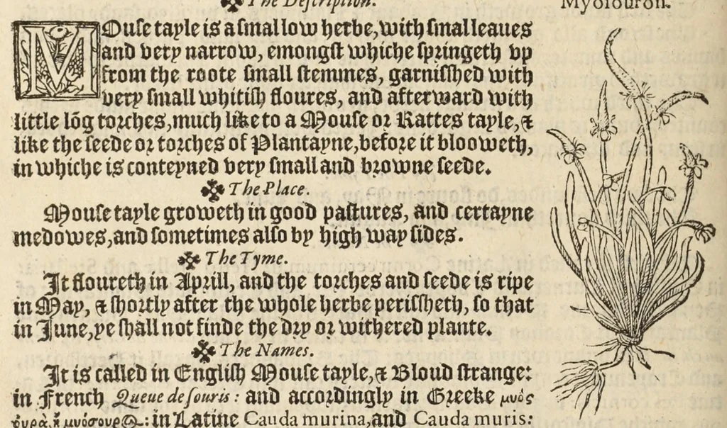 An illustration from A nievve herball, or historie of plantes : wherin is contayned the vvhole discourse and perfect description of all sortes of herbes and plantes, their diuers & sundry kindes, their straunge figures, fashions, and shapes, their names, natures, operations and vertues : and that not onely of those whiche are here growyng in this our countrie of Englande, but of all others also of forrayne realmes, common vsed in physicke, 1578, leaf 124