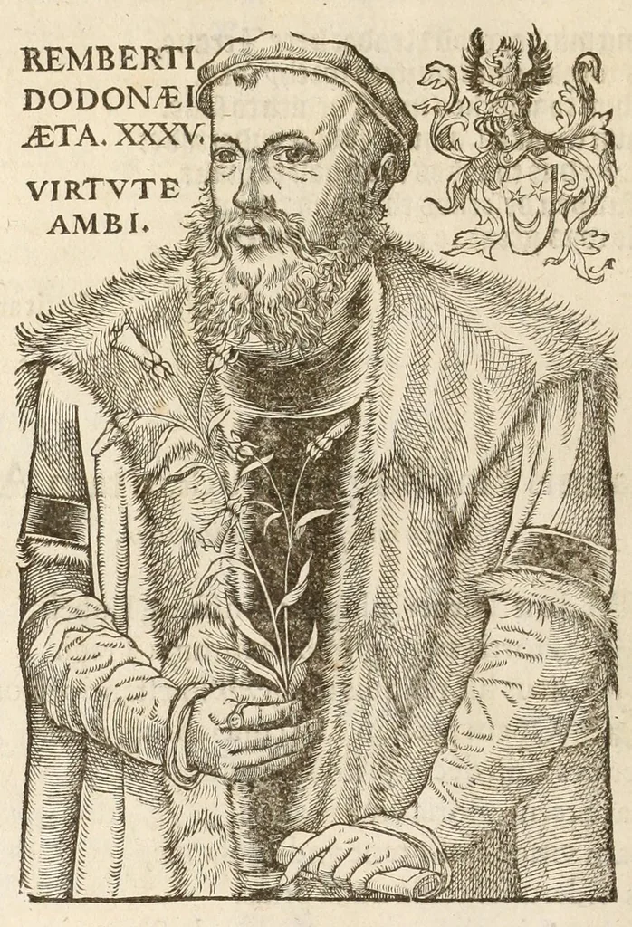 An illustration from A nievve herball, or historie of plantes : wherin is contayned the vvhole discourse and perfect description of all sortes of herbes and plantes, their diuers & sundry kindes, their straunge figures, fashions, and shapes, their names, natures, operations and vertues : and that not onely of those whiche are here growyng in this our countrie of Englande, but of all others also of forrayne realmes, common vsed in physicke, 1578, leaf 16
