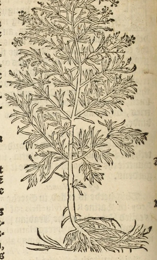 An illustration from A nievve herball, or historie of plantes : wherin is contayned the vvhole discourse and perfect description of all sortes of herbes and plantes, their diuers & sundry kindes, their straunge figures, fashions, and shapes, their names, natures, operations and vertues : and that not onely of those whiche are here growyng in this our countrie of Englande, but of all others also of forrayne realmes, common vsed in physicke, 1578, leaf 292