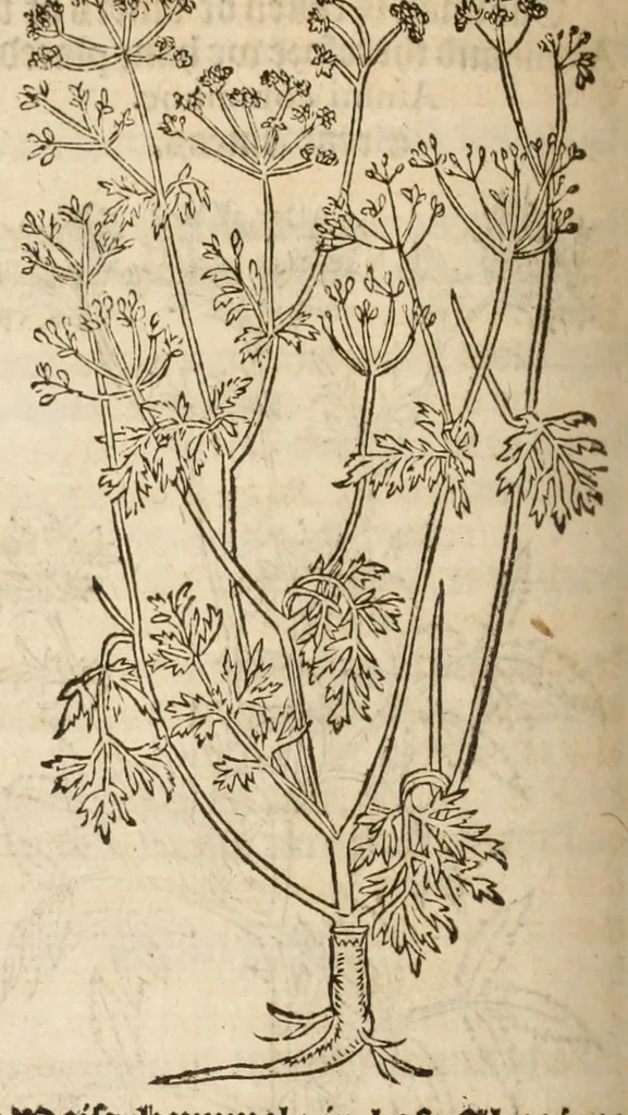 An illustration from A nievve herball, or historie of plantes : wherin is contayned the vvhole discourse and perfect description of all sortes of herbes and plantes, their diuers & sundry kindes, their straunge figures, fashions, and shapes, their names, natures, operations and vertues : and that not onely of those whiche are here growyng in this our countrie of Englande, but of all others also of forrayne realmes, common vsed in physicke, 1578, leaf 302