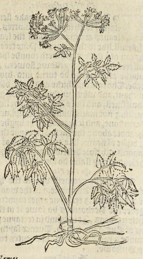 An illustration from A nievve herball, or historie of plantes : wherin is contayned the vvhole discourse and perfect description of all sortes of herbes and plantes, their diuers & sundry kindes, their straunge figures, fashions, and shapes, their names, natures, operations and vertues : and that not onely of those whiche are here growyng in this our countrie of Englande, but of all others also of forrayne realmes, common vsed in physicke, 1578, leaf 325