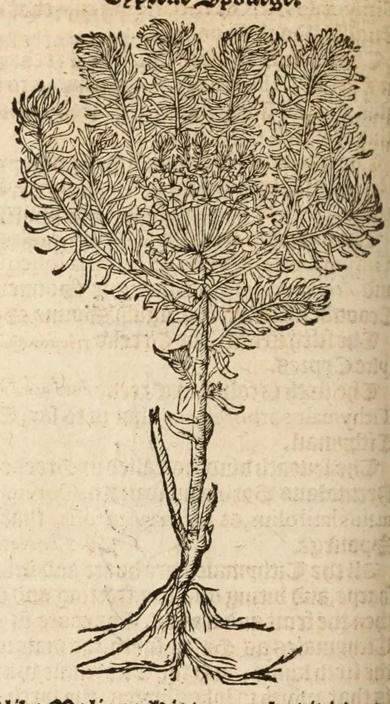 An illustration from A nievve herball, or historie of plantes : wherin is contayned the vvhole discourse and perfect description of all sortes of herbes and plantes, their diuers & sundry kindes, their straunge figures, fashions, and shapes, their names, natures, operations and vertues : and that not onely of those whiche are here growyng in this our countrie of Englande, but of all others also of forrayne realmes, common vsed in physicke, 1578, leaf 386