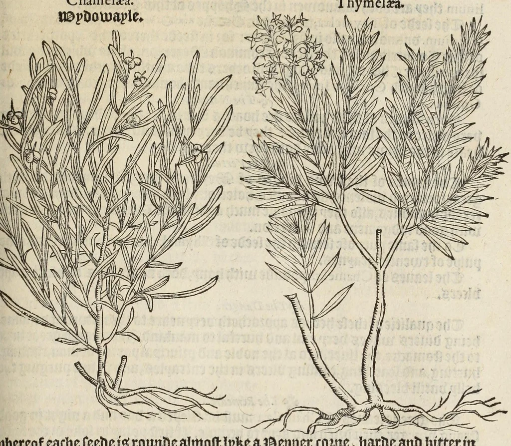 An illustration from A nievve herball, or historie of plantes : wherin is contayned the vvhole discourse and perfect description of all sortes of herbes and plantes, their diuers & sundry kindes, their straunge figures, fashions, and shapes, their names, natures, operations and vertues : and that not onely of those whiche are here growyng in this our countrie of Englande, but of all others also of forrayne realmes, common vsed in physicke, 1578, leaf 397