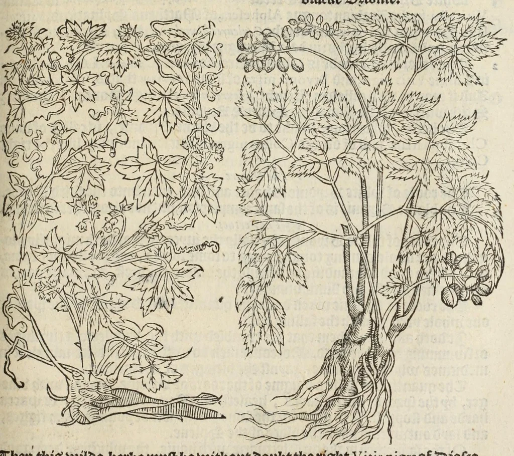 An illustration from A nievve herball, or historie of plantes : wherin is contayned the vvhole discourse and perfect description of all sortes of herbes and plantes, their diuers & sundry kindes, their straunge figures, fashions, and shapes, their names, natures, operations and vertues : and that not onely of those whiche are here growyng in this our countrie of Englande, but of all others also of forrayne realmes, common vsed in physicke, 1578, leaf 409