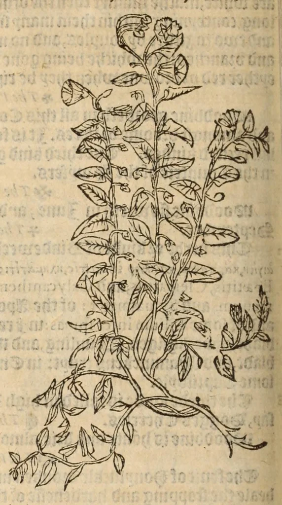 An illustration from A nievve herball, or historie of plantes : wherin is contayned the vvhole discourse and perfect description of all sortes of herbes and plantes, their diuers & sundry kindes, their straunge figures, fashions, and shapes, their names, natures, operations and vertues : and that not onely of those whiche are here growyng in this our countrie of Englande, but of all others also of forrayne realmes, common vsed in physicke, 1578, leaf 420
