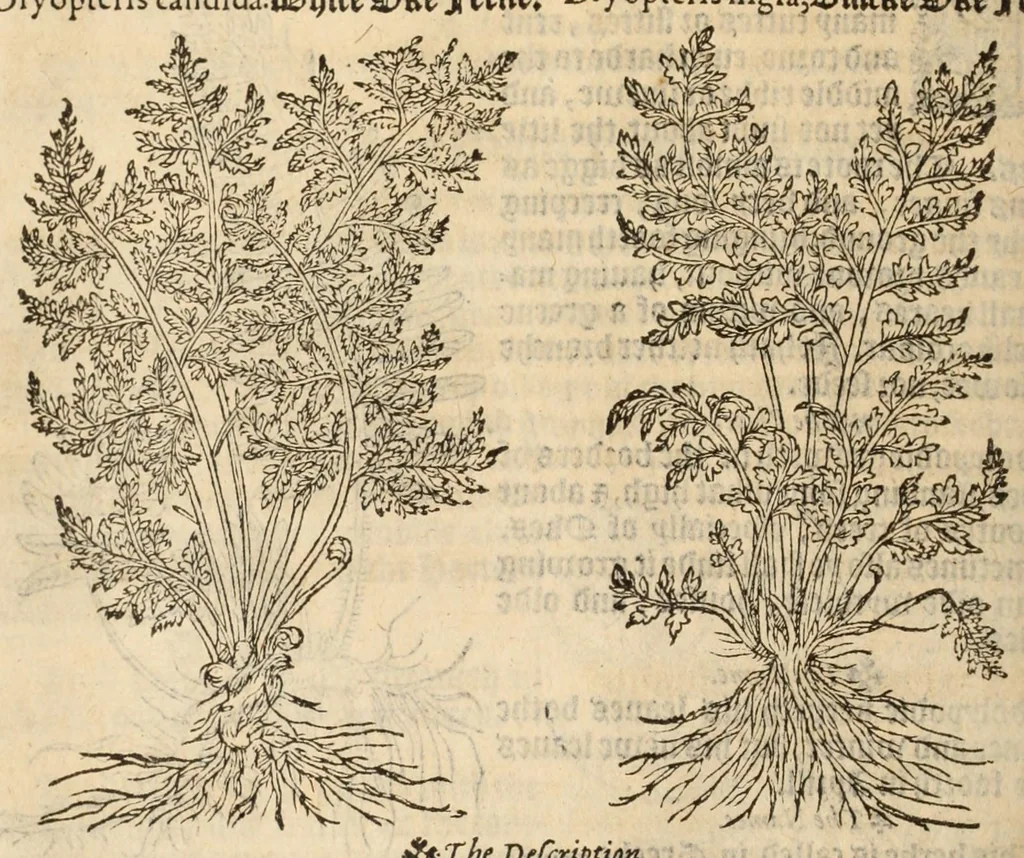 An illustration from A nievve herball, or historie of plantes : wherin is contayned the vvhole discourse and perfect description of all sortes of herbes and plantes, their diuers & sundry kindes, their straunge figures, fashions, and shapes, their names, natures, operations and vertues : and that not onely of those whiche are here growyng in this our countrie of Englande, but of all others also of forrayne realmes, common vsed in physicke, 1578, leaf 432
