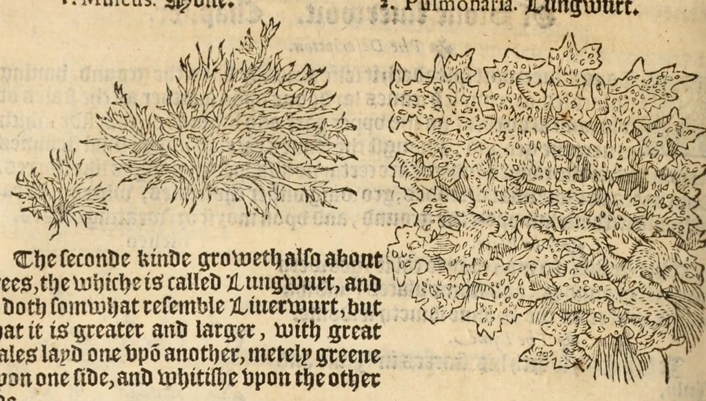 An illustration from A nievve herball, or historie of plantes : wherin is contayned the vvhole discourse and perfect description of all sortes of herbes and plantes, their diuers & sundry kindes, their straunge figures, fashions, and shapes, their names, natures, operations and vertues : and that not onely of those whiche are here growyng in this our countrie of Englande, but of all others also of forrayne realmes, common vsed in physicke, 1578, leaf 440