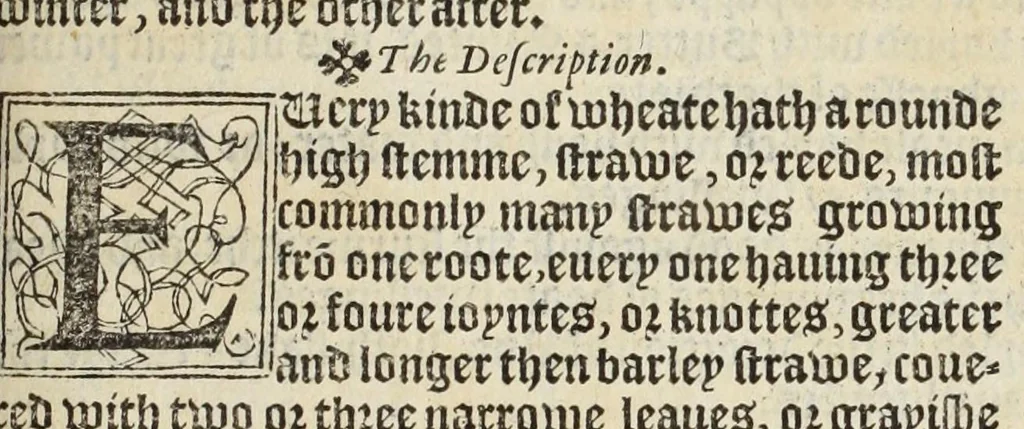 An illustration from A nievve herball, or historie of plantes : wherin is contayned the vvhole discourse and perfect description of all sortes of herbes and plantes, their diuers & sundry kindes, their straunge figures, fashions, and shapes, their names, natures, operations and vertues : and that not onely of those whiche are here growyng in this our countrie of Englande, but of all others also of forrayne realmes, common vsed in physicke, 1578, leaf 481