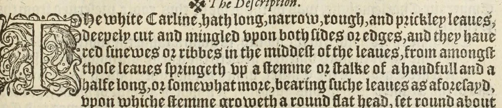 An illustration from A nievve herball, or historie of plantes : wherin is contayned the vvhole discourse and perfect description of all sortes of herbes and plantes, their diuers & sundry kindes, their straunge figures, fashions, and shapes, their names, natures, operations and vertues : and that not onely of those whiche are here growyng in this our countrie of Englande, but of all others also of forrayne realmes, common vsed in physicke, 1578, leaf 557