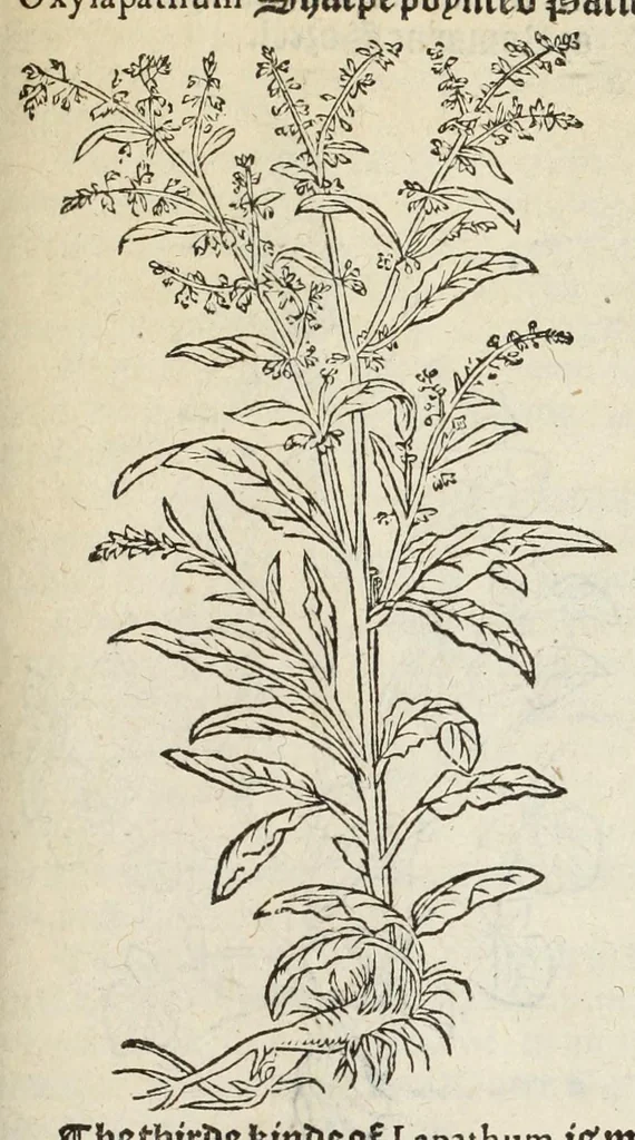 An illustration from A nievve herball, or historie of plantes : wherin is contayned the vvhole discourse and perfect description of all sortes of herbes and plantes, their diuers & sundry kindes, their straunge figures, fashions, and shapes, their names, natures, operations and vertues : and that not onely of those whiche are here growyng in this our countrie of Englande, but of all others also of forrayne realmes, common vsed in physicke, 1578, leaf 585