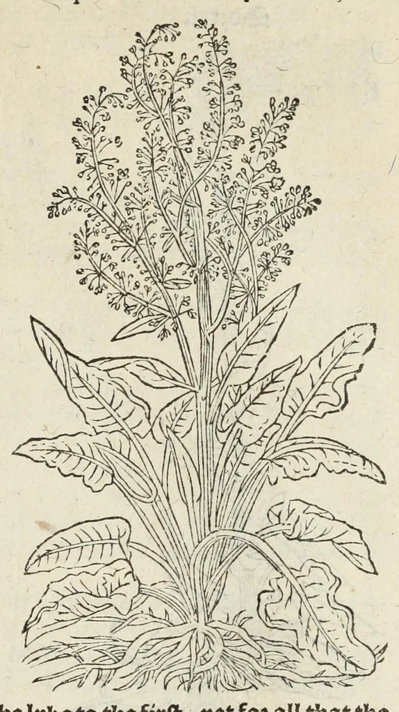 An illustration from A nievve herball, or historie of plantes : wherin is contayned the vvhole discourse and perfect description of all sortes of herbes and plantes, their diuers & sundry kindes, their straunge figures, fashions, and shapes, their names, natures, operations and vertues : and that not onely of those whiche are here growyng in this our countrie of Englande, but of all others also of forrayne realmes, common vsed in physicke, 1578, leaf 585