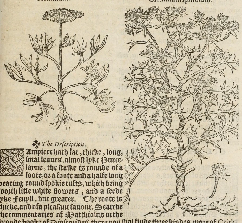 An illustration from A nievve herball, or historie of plantes : wherin is contayned the vvhole discourse and perfect description of all sortes of herbes and plantes, their diuers & sundry kindes, their straunge figures, fashions, and shapes, their names, natures, operations and vertues : and that not onely of those whiche are here growyng in this our countrie of Englande, but of all others also of forrayne realmes, common vsed in physicke, 1578, leaf 605
