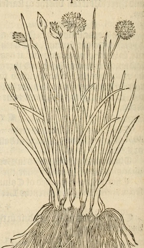 An illustration from A nievve herball, or historie of plantes : wherin is contayned the vvhole discourse and perfect description of all sortes of herbes and plantes, their diuers & sundry kindes, their straunge figures, fashions, and shapes, their names, natures, operations and vertues : and that not onely of those whiche are here growyng in this our countrie of Englande, but of all others also of forrayne realmes, common vsed in physicke, 1578, leaf 670