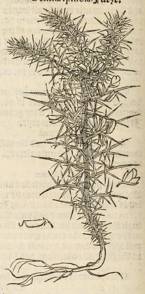 An illustration from A nievve herball, or historie of plantes : wherin is contayned the vvhole discourse and perfect description of all sortes of herbes and plantes, their diuers & sundry kindes, their straunge figures, fashions, and shapes, their names, natures, operations and vertues : and that not onely of those whiche are here growyng in this our countrie of Englande, but of all others also of forrayne realmes, common vsed in physicke, 1578, leaf 696