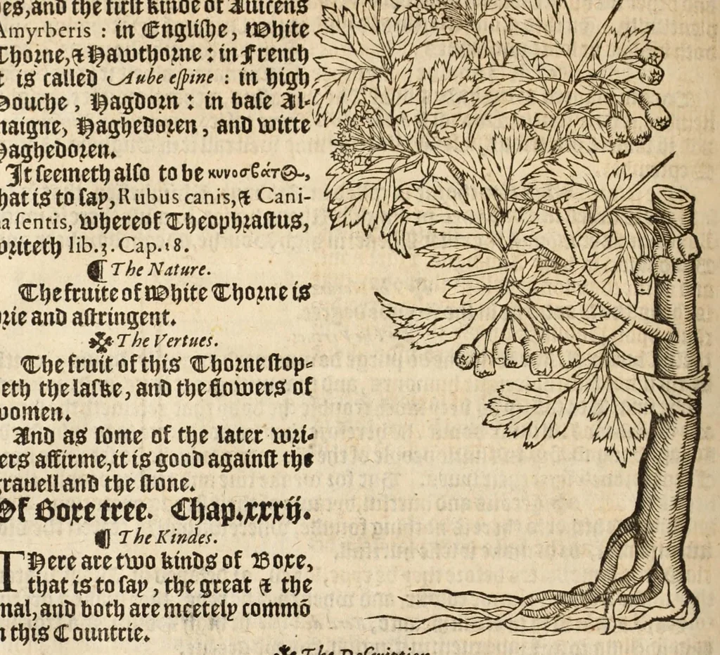 An illustration from A nievve herball, or historie of plantes : wherin is contayned the vvhole discourse and perfect description of all sortes of herbes and plantes, their diuers & sundry kindes, their straunge figures, fashions, and shapes, their names, natures, operations and vertues : and that not onely of those whiche are here growyng in this our countrie of Englande, but of all others also of forrayne realmes, common vsed in physicke, 1578, leaf 726