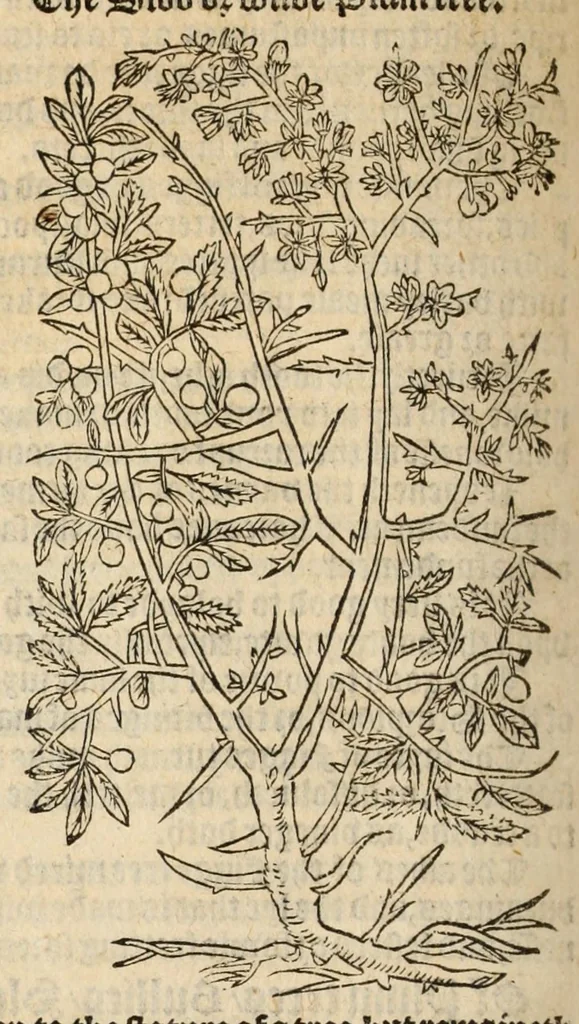 An illustration from A nievve herball, or historie of plantes : wherin is contayned the vvhole discourse and perfect description of all sortes of herbes and plantes, their diuers & sundry kindes, their straunge figures, fashions, and shapes, their names, natures, operations and vertues : and that not onely of those whiche are here growyng in this our countrie of Englande, but of all others also of forrayne realmes, common vsed in physicke, 1578, leaf 748