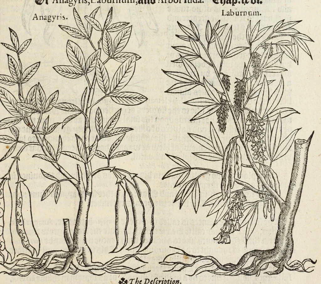 An illustration from A nievve herball, or historie of plantes : wherin is contayned the vvhole discourse and perfect description of all sortes of herbes and plantes, their diuers & sundry kindes, their straunge figures, fashions, and shapes, their names, natures, operations and vertues : and that not onely of those whiche are here growyng in this our countrie of Englande, but of all others also of forrayne realmes, common vsed in physicke, 1578, leaf 769