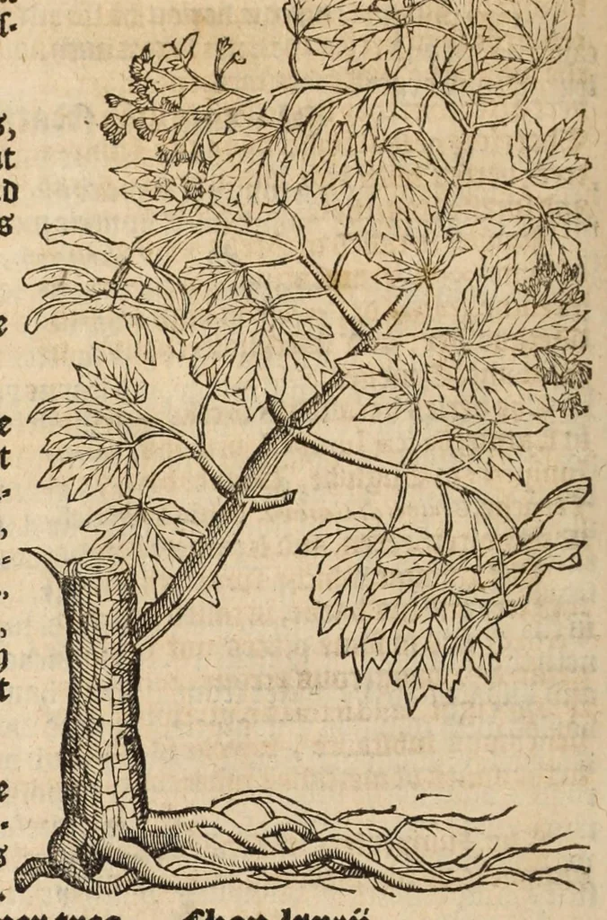 An illustration from A nievve herball, or historie of plantes : wherin is contayned the vvhole discourse and perfect description of all sortes of herbes and plantes, their diuers & sundry kindes, their straunge figures, fashions, and shapes, their names, natures, operations and vertues : and that not onely of those whiche are here growyng in this our countrie of Englande, but of all others also of forrayne realmes, common vsed in physicke, 1578, leaf 790